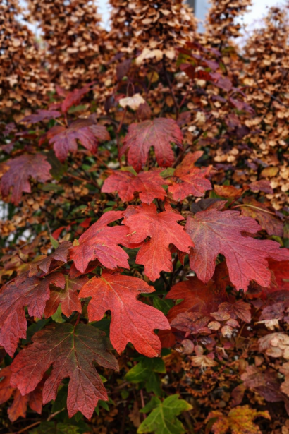 Гортензія Alice осінній контраст листя та квітів